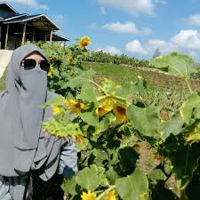Entah dari mana pertama kali jenis ini diberi nama demikian. Pesona Taman Bunga Matahari Tambah Deretan Spot Selfie Aceh Besar