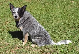 3 month old purebred blue heeler male puppy. Facts On The Blue Heeler Dog What You Need To Know