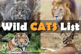 A cat breeder named joan o'shea took an interest in this twist of nature. Wild Cats List With Pictures Facts A Guide To All Wild Cats Species