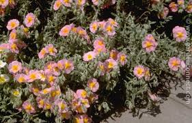 We did not find results for: Rock Rose Plant Finder Knights Garden Centres