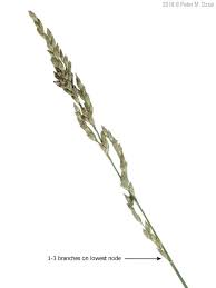 Image result for Poa