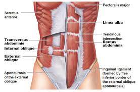 The exact cause is not known. Abdominal Muscle Strain How To Treat And Recover