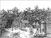These ancient indigenous cities included the major as well as minor cities, towns, villages in the localities of concentrated human settlements of. Arrow Apalachicola Region Resources On The Web History Of The Region