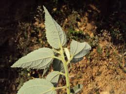 Image result for Triumfetta pilosa