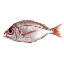 Breca Pescados Caracteristicas E Informacion
