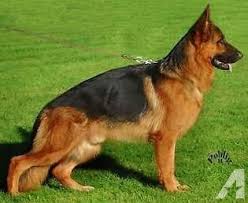 Learn how to potty train a puppy in 6 days for free. German Show Line German Shepherd Puppies For Sale German Shepherd Puppies German Shepherd Shepherd Puppies