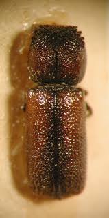 Image result for Micractis bojeri