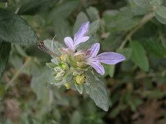 Shrubs can come back from near death. Pros Cons Of Bush Germander