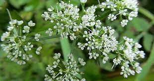 翼莖水芹菜 一花一木一世界 隨意窩xuite日誌 flowers herbs nature