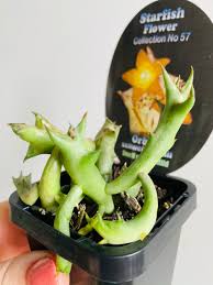 Image result for Orbea schweinfurthii