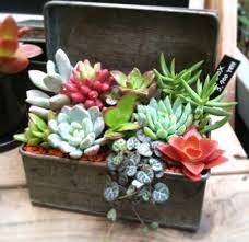Los cactus tiene un fuerte simbolismo de talismán de buena suerte, este tipo de vegetación es bastante antiguo, se menciona que existe de hace décadas, es de zona del aire, todas estas razones son elementales para que sea considerado un adorno para hacer centros de mesa con cactus, a. Centros De Mesa Y Arreglos Con Cactus Y Suculentas Tendencia Actual