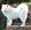 Samoyed Dog Breed Information, Pictures, Characteristics ...