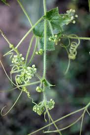 Image result for Sicyos polyacanthos