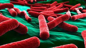 Image result for Fecal Transfer