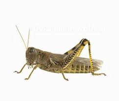 Check spelling or type a new query. Angka Mimpi Belalang Versi Erek Erek 2d 3d 4d Buku Mimpi