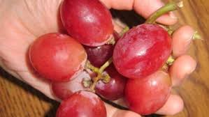 Maybe you would like to learn more about one of these? Suka Buah Anggur Ternyata Beda Warna Beda Khasiat Malangvoice