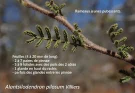 Image result for Alantsilodendron pilosum