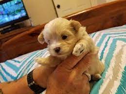Litter Of 4 Maltipoo Puppies For Sale In Wetumpka Al Adn-56049 On Puppyfindercom Gender Female A Maltipoo Puppy Maltipoo Puppies For Sale Puppies For Sale
