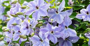 This article gives step by step instructions on pruning clematis. Debunking Clematis Myths Home Garden And Homestead
