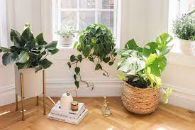 Trying to keep track of my plants. Understanding Natural Light For Houseplants