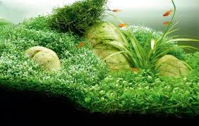 Starting with aquascaping is simple. How To Aquascape Small Tanks Practical Fishkeeping