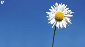 Single Daisy Daisies Nature White Flowers Flower Wallpaper Backgrounds Daisy Wallpaper Flower Iphone Wallpaper Flower Wallpaper