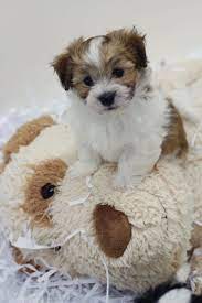 Bichon Shih Tzu Puppy Shichon Zuchon Www Babybarks Ca Shih Tzu Puppy Shih Tzu Teddy Bear Dog