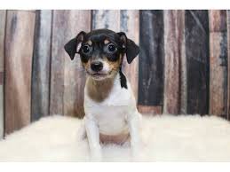 In isolation, this dog breed might not be the best option for kids. Toy Fox Terrier Dog Male Tricolor 2387465 Petland Racine Wi