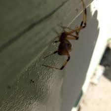 Allgood pest solutions has provided pest control services to the atlanta ga metro area since 1974. Bee Green Pest Solutions Pest Control Pooler Ga Phone Number