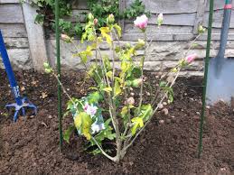 We did not find results for: Yellowing Leaves On Hibiscus Bbc Gardeners World Magazine