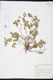 Image result for Sida urens