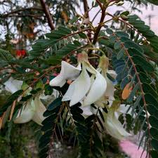 Image result for Sesbania grandiflora