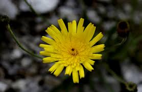 Image result for Tolpis