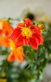 Image result for Grona stolzii