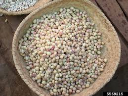 Image result for Vigna subterranea