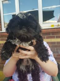 If something happens to your puppy after purchase, and a vet determines it was life threatening we will refund you your money, or let you choose another puppy. Male Black Shih Tzu Puppy Doncaster South Yorkshire Pets4homes