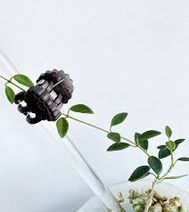 Image result for Mostuea microphylla