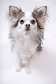 Chihuahua Colors What Are My Choices Chihuahua Puppies Chihuahua Beautiful Dogs