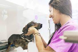 We did not find results for: Animal Care Courses Online Open Study College