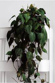 Philodendron Micans Philodendron Plant Hanging Plants Plants