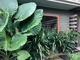 Fig Tree Pocket Garden In 2020 Beautiful Gardens Elephant Ears Garden Landscape Design