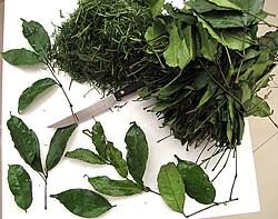 Image result for Gnetum africanum