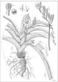 Image result for Hypoxis sp. A (as per FZ 12-3)