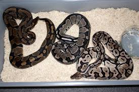 Prices can range from $300 for a standard axanthic morph to over $5,000 for a clown or piebald pattern. Kaijutegu What S The Difference Between Axanthic And Vpi