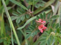 Image result for Indigofera charlieriana