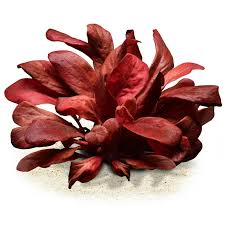 Image result for Lysimachia brevipes