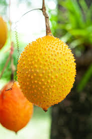 Group of young jackfruit hanging on tree with green leaves background a sweet spiky skin fruit. 2 270 Spiky Green Fruit Plant Photos Free Royalty Free Stock Photos From Dreamstime