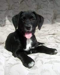 A breed characteristic is webbed paws for swimming, useful for the breed's original purpose of. Black Lab Beagle Mix Puppy Labrador Retriever Dog Beagle Dog Breed Beagle Puppy