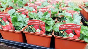 I love strawberries!my wife didn't want. Strawberry Availability Colyn S Nursery Garden Centre