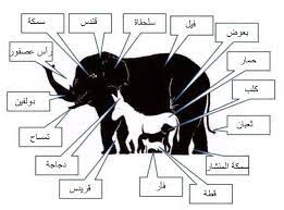كم عدد الحيوانات التي بامكانك اكتشافهم في هذه الصورة